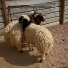 خرفان نعيم