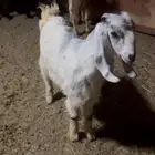 عناق كفووو شحم ولحم ( تم البيع )