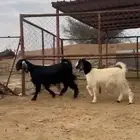 عنزين دفيع وتيس ثني