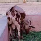 الرياض   الخرج العفجه