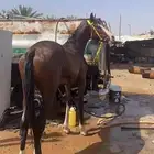 حصان شعبي تربيع وسبووق