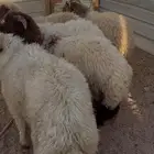 خرفان طيبه ضهر وطرف