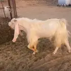 تيس ابيض مصري مشروط