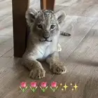 ابي نمر صغير للتبني