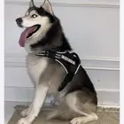 كلب هاسكي ضائع