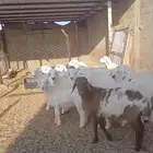 طليان نعيم وحريات
