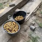 تمر رطب روثانة من 10 الجمله