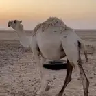للبيع بكرى جذعه القحه