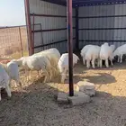 17 خروف حري صافي شحم