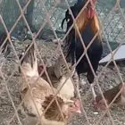 دجاج عربي ترثه