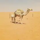 خلفه جذعه شقحاء تحتها بكره