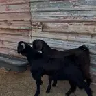 تيوس