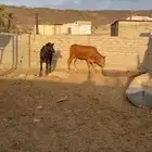 حسلان للبيع