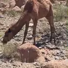 ابل حمر لقيح وخلفات