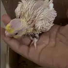 فرخ كروان لاتينو غر