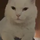 قط ابيض شيرازي بحي النرجس قريب من جامع عبدالله العكرش