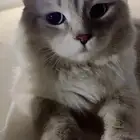 غير موجود  تم التبني
