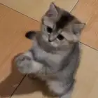 قط سكوتش ستريت بيور