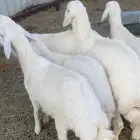 خرفن حري 6 شحم