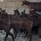 معزا دهم صنف الصنف ماشاء الله تم البيييع