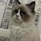 قطة للبيع