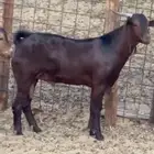 تيوس محائليه مشاريع فحول