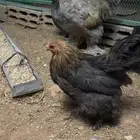 للبيع دجاج براهما منتج
