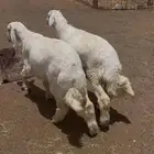 طليان حري وسط وجبر للبيع