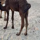 حوار مجهم طايش
