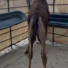 قعود مجهم سمين تم البيع