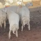 غنم