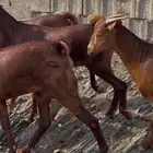 معزا دهم ماشاء الله