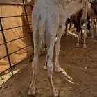 قعود فل الفل سمين