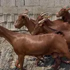 معزا دهم صنف الصنف ماشاء الله تم البيع