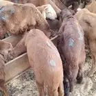 طليان حريات وسواكن مرابي