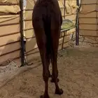 حاشي مجهم سمين