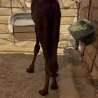 قعود مجهم ناهي تم البيع