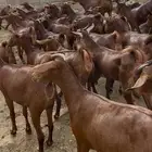 معزا دهم صنف الصنف ماشاء الله تم البييع