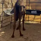 قعود مجهم فل تم البيع