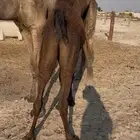 عرض حشوان لبانيه