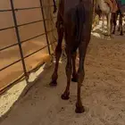 حاشي سمين فل الفل