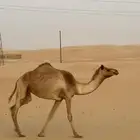 للبيع هجن طيبه