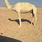 عرض مصعد كفو وضحا تم البيعع