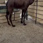 عرض قعود مجهم فاخر