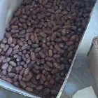 علف نفيع تمر للبيع