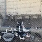 بط بلدي كبار صغار ديك ودجاتين شوكي دندراوي