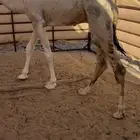 قعود مفرود سمين تم البيع