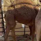 حاشي سمين فل الفل تم البيع