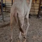 قعود سمين فل