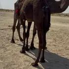 قعود مجهم ناهيي تم البيع